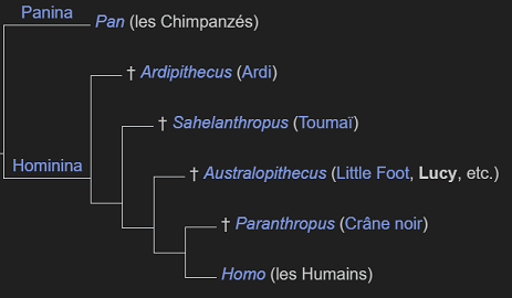 [Lignée Hominina]