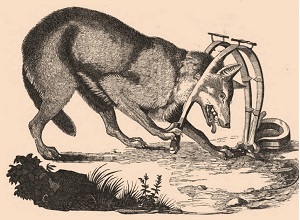 [Piège à loup]