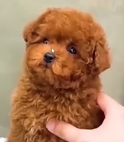[Scam Chiot IA]