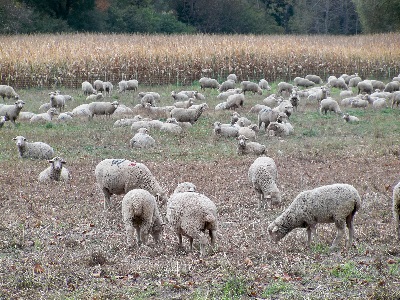[Troupeau de moutons]
